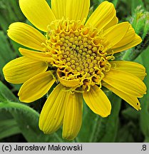 Arnica chamissonis (arnika Chamissa)