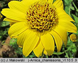 Arnica chamissonis (arnika Chamissa)