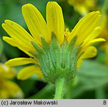 Arnica chamissonis (arnika Chamissa)