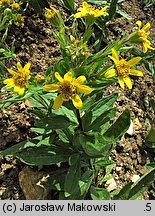 Arnica chamissonis (arnika Chamissa)