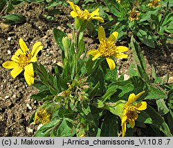 Arnica chamissonis (arnika Chamissa)