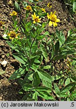 Arnica chamissonis (arnika Chamissa)