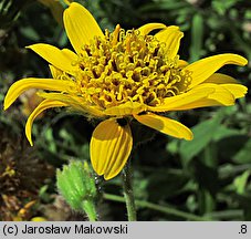 Arnica chamissonis (arnika Chamissa)