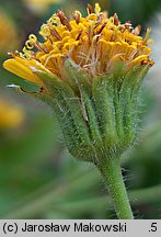 Arnica chamissonis (arnika Chamissa)