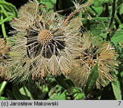 Arnica chamissonis (arnika Chamissa)