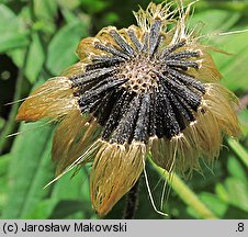 Arnica chamissonis (arnika Chamissa)