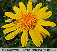 Arnica montana (arnika górska)