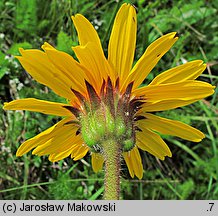 Arnica montana (arnika górska)