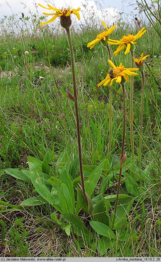 Arnica montana (arnika górska)