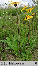 Arnica montana (arnika górska)