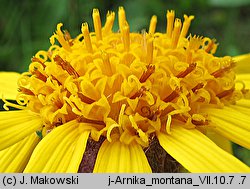 Arnica montana (arnika górska)