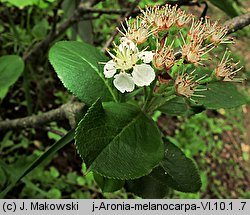 Aronia melanocarpa (aronia czarna)