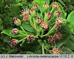 Aronia melanocarpa (aronia czarna)