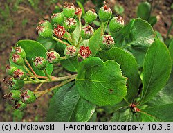 Aronia melanocarpa (aronia czarna)