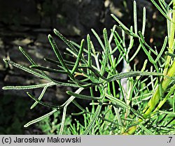 Artemisia abrotanum (bylica Boże drzewko)