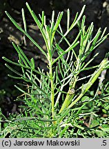 Artemisia abrotanum (bylica Boże drzewko)