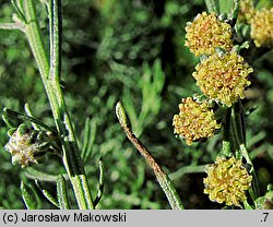 Artemisia abrotanum (bylica Boże drzewko)