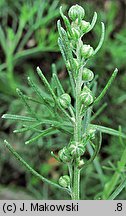 Artemisia abrotanum (bylica Boże drzewko)