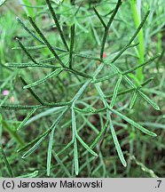 Artemisia abrotanum (bylica Boże drzewko)