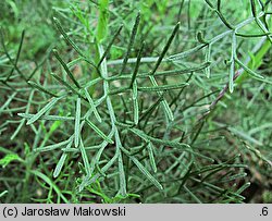 Artemisia abrotanum (bylica Boże drzewko)