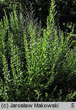 Artemisia dracunculus (bylica draganek)