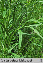 Artemisia dracunculus (bylica draganek)