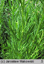 Artemisia dracunculus (bylica draganek)