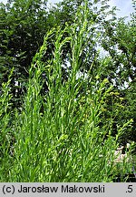 Artemisia dracunculus (bylica draganek)