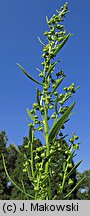 Artemisia dracunculus (bylica draganek)