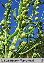 Artemisia dracunculus (bylica draganek)