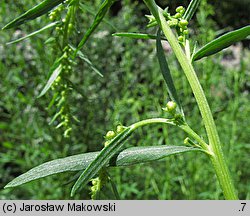 Artemisia dracunculus (bylica draganek)