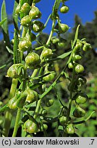 Artemisia dracunculus (bylica draganek)