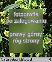 Artemisia dracunculus (bylica draganek)