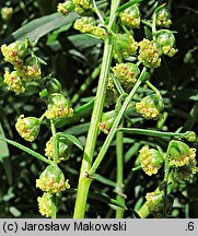 Artemisia dracunculus (bylica draganek)