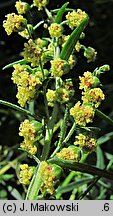 Artemisia dracunculus (bylica draganek)