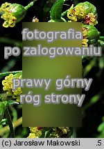 Artemisia dracunculus (bylica draganek)
