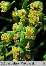 Artemisia dracunculus (bylica draganek)