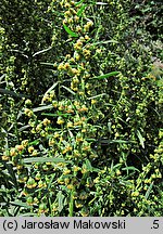 Artemisia dracunculus (bylica draganek)