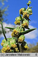 Artemisia dracunculus (bylica draganek)