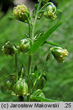 Artemisia dracunculus (bylica draganek)