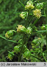 Artemisia dracunculus (bylica draganek)