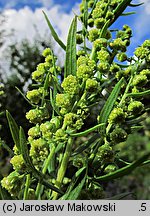 Artemisia dracunculus (bylica draganek)