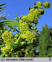 Artemisia dracunculus (bylica draganek)