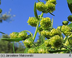 Artemisia dracunculus (bylica draganek)