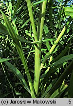 Artemisia dracunculus (bylica draganek)