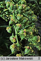 Artemisia dracunculus (bylica draganek)