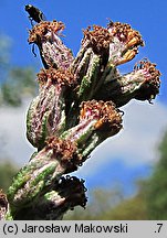 Artemisia vulgaris (bylica pospolita)