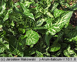 Arum italicum (obrazki włoskie)