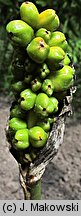 Arum italicum (obrazki włoskie)