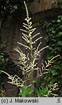 Aruncus sylvestris (parzydło leśne)